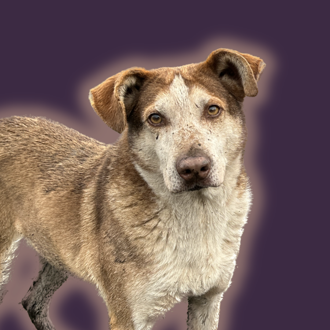 Donate to help Cashew