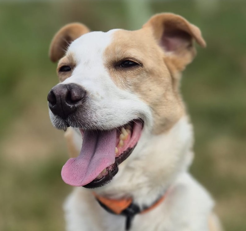 Goran — Mixed Breed