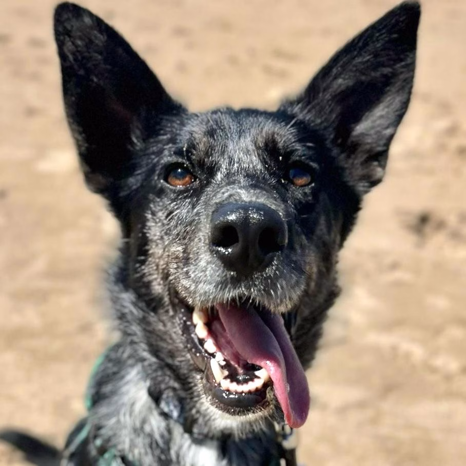 Jolene, a 2 years old female German Shepherd available for adoption from Dogs 4 Rescue in Greater Manchester