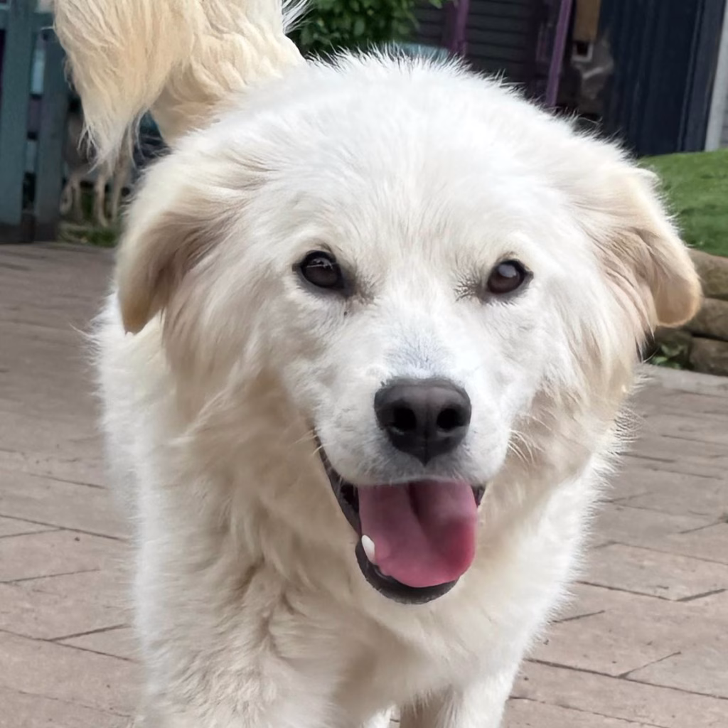 Belco, a 11 years old male Unknown available for adoption from Dogs 4 Rescue in Greater Manchester