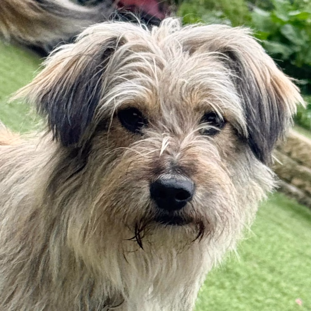 Gracie, a 2 years old female Unknown available for adoption from Dogs 4 Rescue in Greater Manchester