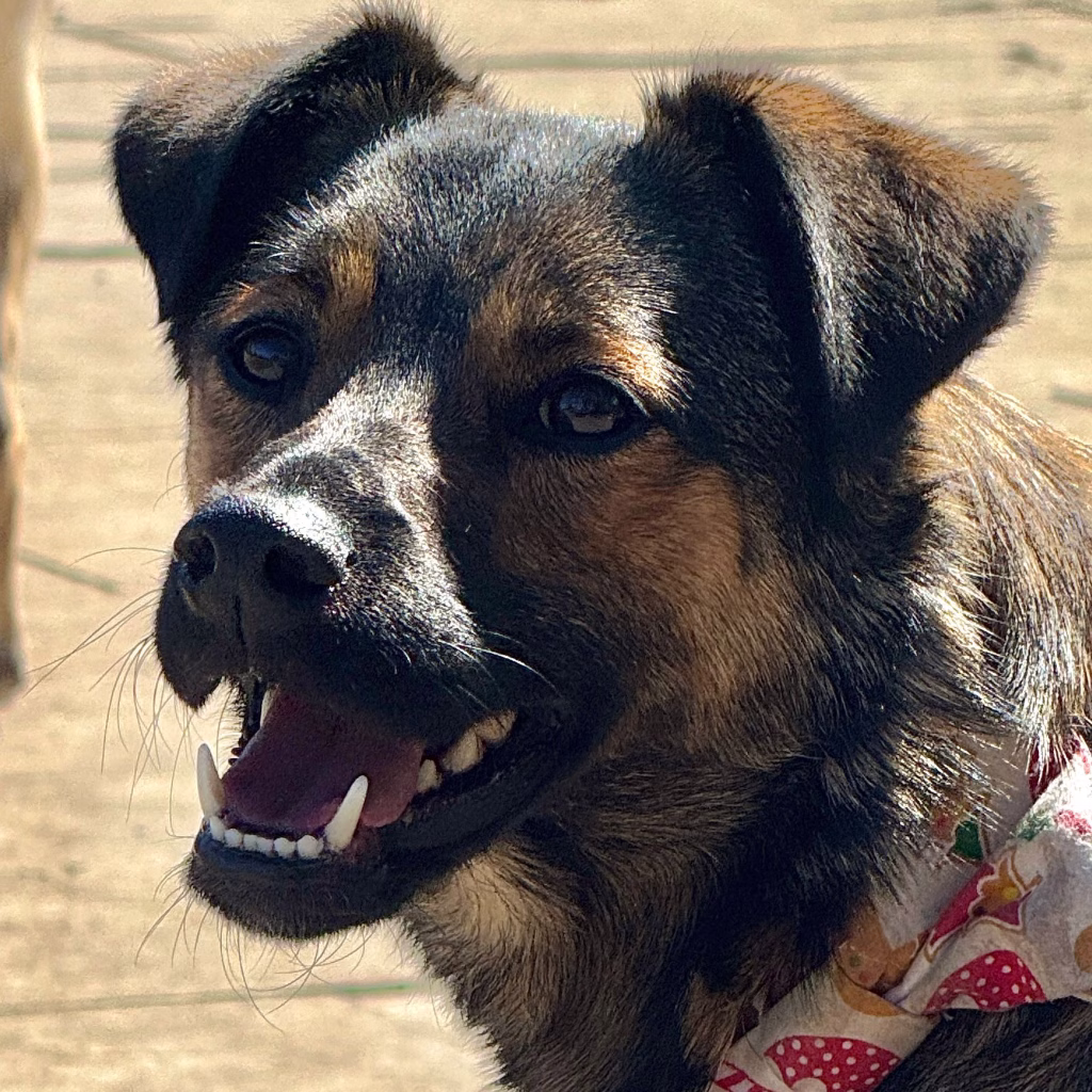 Ines, a 1 year old female Unknown available for adoption from Dogs 4 Rescue in Greater Manchester