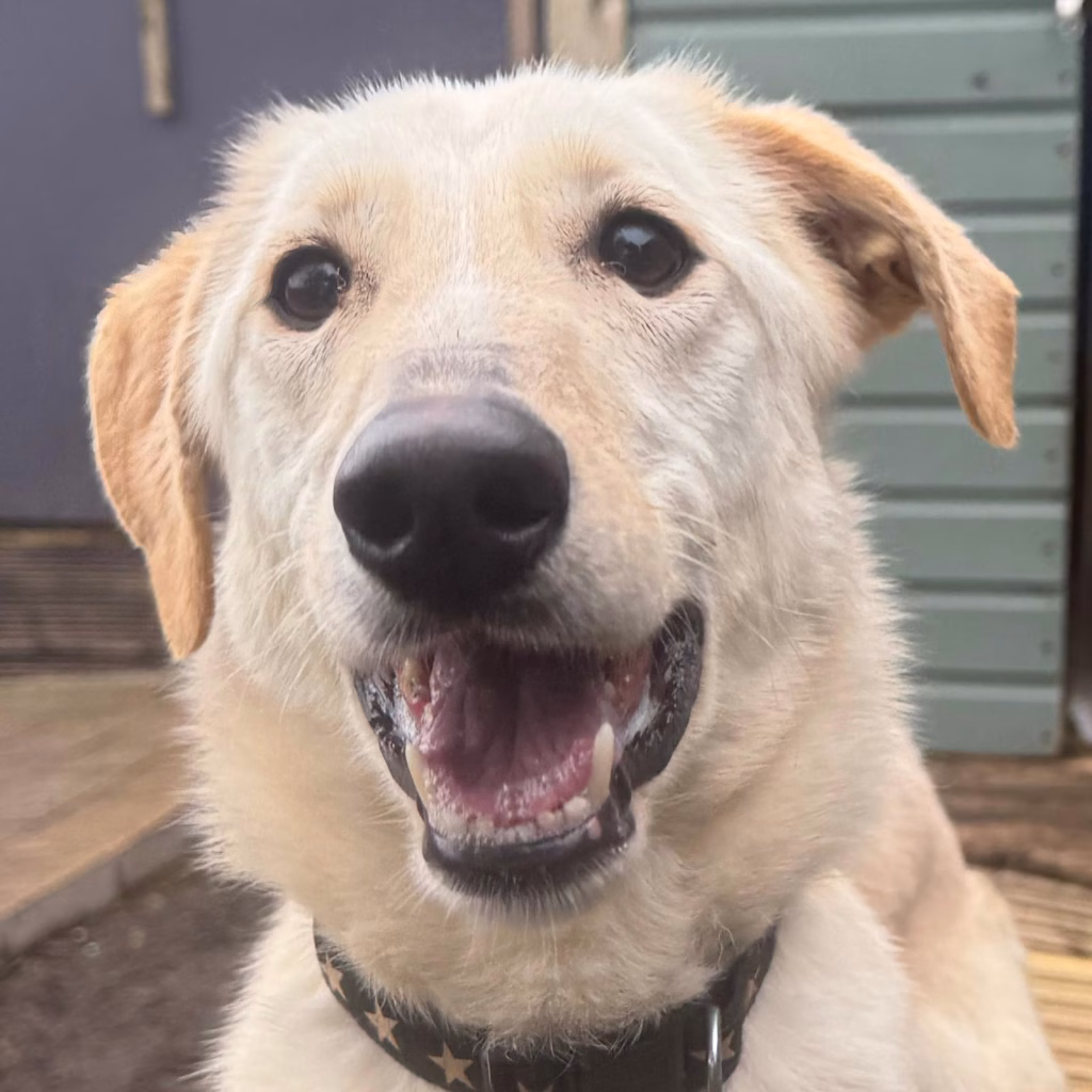 Hannah, a 2 years old female Unknown available for adoption from Dogs 4 Rescue in Greater Manchester