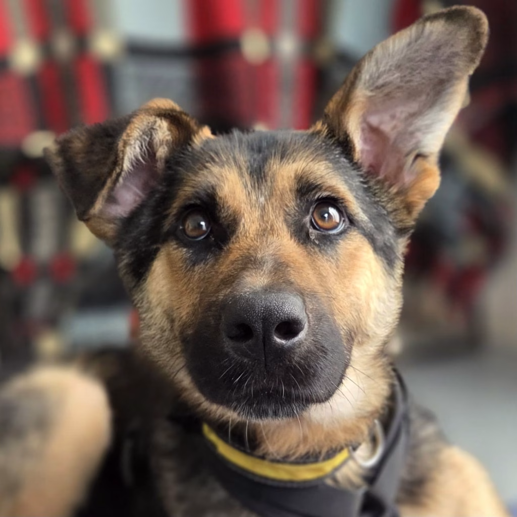 Chip, a 10 years old male German Shepherd available for adoption from Dogs 4 Rescue in Greater Manchester