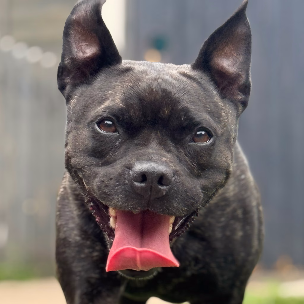 Elsie-2, a 6 years old female Staffordshire Bull Terrier available for adoption from Dogs 4 Rescue in Greater Manchester