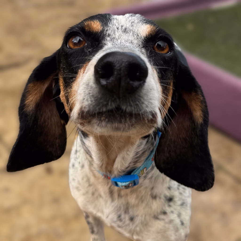 Brian, a 6 years old male Pointer X available for adoption from Dogs 4 Rescue in Greater Manchester