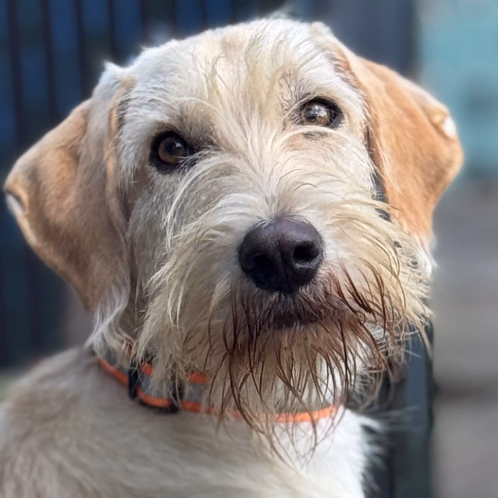 Paddy, a 2 years old male Spinone Italiano X available for adoption from Dogs 4 Rescue in Greater Manchester